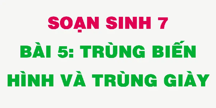 Lý Thuyết Sinh Học 7 Bài 5: Trùng Biến Hình Và Trùng Giày Chi Tiết