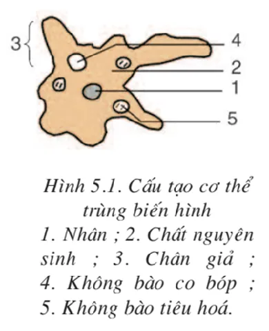 Lý Thuyết Sinh Học 7 Bài 5: Trùng Biến Hình Và Trùng Giày Chi Tiết