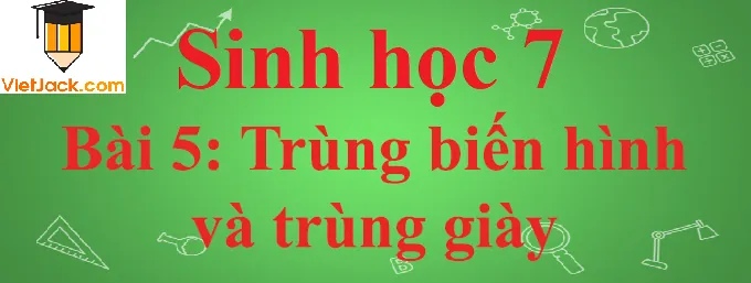 Lý Thuyết Sinh Học 7 Bài 5: Trùng Biến Hình Và Trùng Giày Chi Tiết