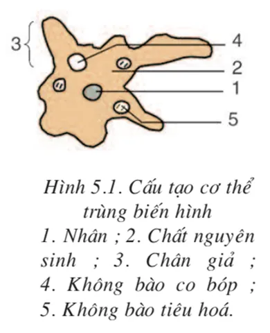 Sinh Học 7 Bài 5: Trùng Biến Hình Và Trùng Giày - Lý Thuyết, Đặc Điểm & So Sánh Chi Tiết