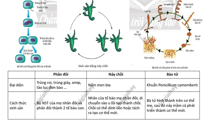 Các Hình Thức Sinh Sản Của Trùng Giày Và Ý Nghĩa Sinh Học Quan Trọng Các Hình Thức Sinh Sản Của Trùng Giày Và Ý Nghĩa Sinh Học Quan Trọng