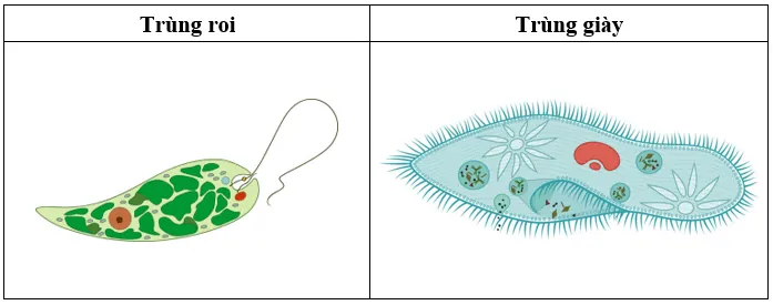 Phân Biệt Đặc Điểm Trùng Roi Và Trùng Giày: Hình Dạng, Cách Di Chuyển, Dinh Dưỡng Và Cấu Tạo