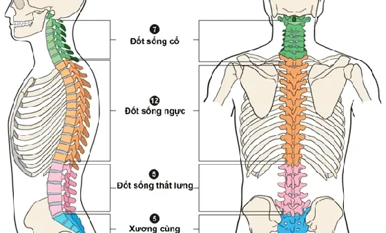 Giày Cao Gót Có Gây Đau Xương Chậu Không? Ảnh Hưởng & Cách Phòng Tránh
