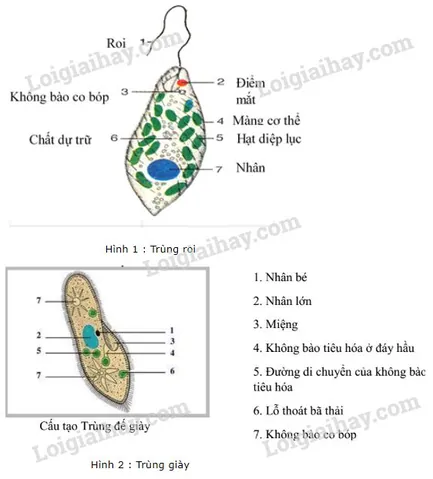 Trùng Giày Sinh Sản Bằng Hình Thức Nào? Khám Phá Chi Tiết Sinh Sản Vô Tính Và Hữu Tính