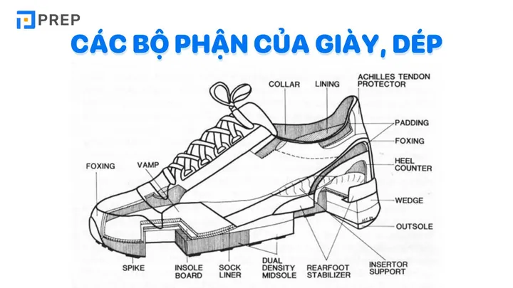 Từ Vựng Tiếng Anh Về Giày Dép: Phân Loại Chi Tiết & Cách Sử Dụng